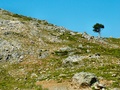 dscf0119_lonesome_pine.jpg