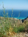 dscf0338.jpg