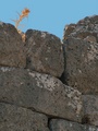 dscf0408_lato.jpg