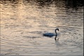 avoca_river_at_arklow_02
