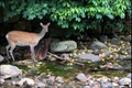 glendalough_08